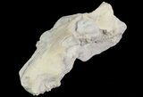Oreodont (Merycoidodon) Partial Skull - Wyoming #66883-1